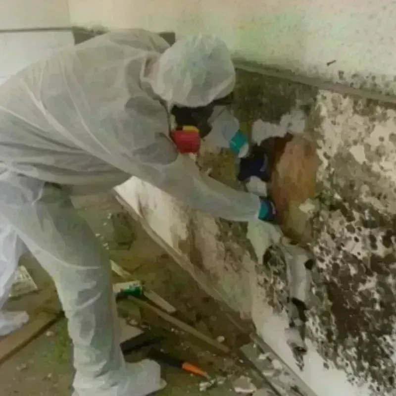 Mold Remediation and Removal in Walden, TN